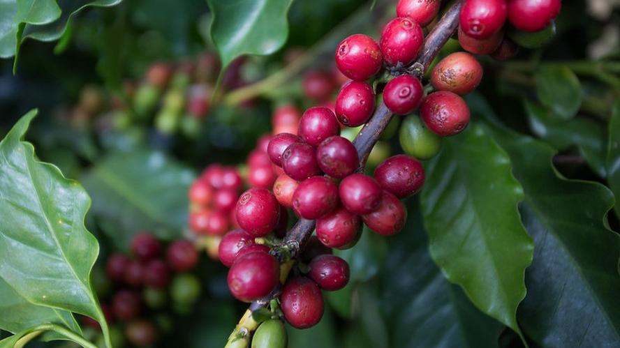 Produção de café no Brasil terá aumento de 6,8%, confirma Conab