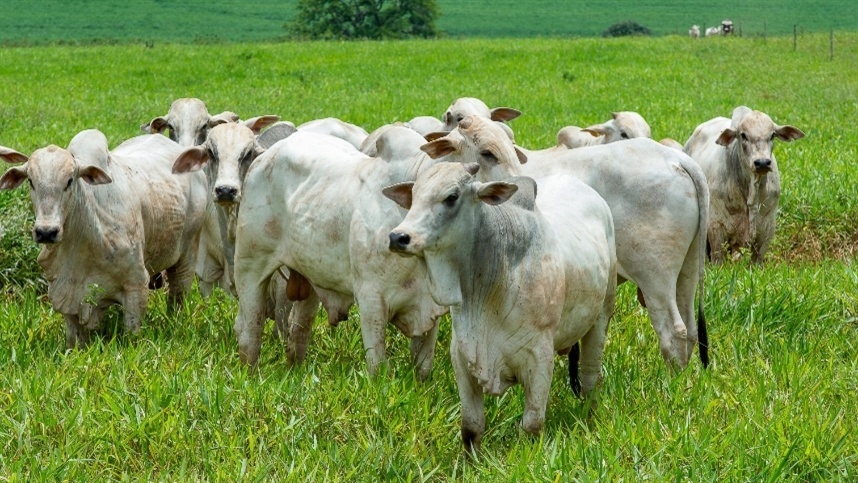 Preços da arroba da vaca e novilha gorda caem declínio
