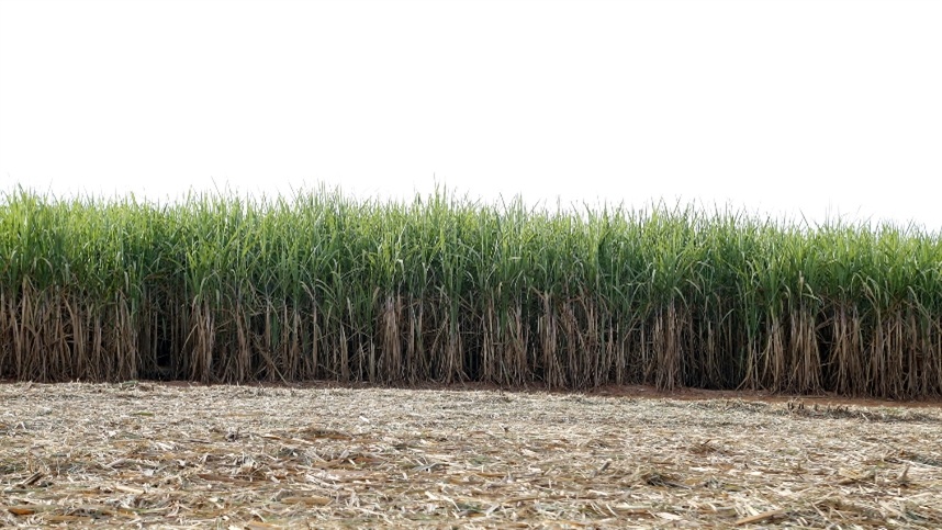 Novo pivô central revoluciona o cultivo de cana-de-açúcar