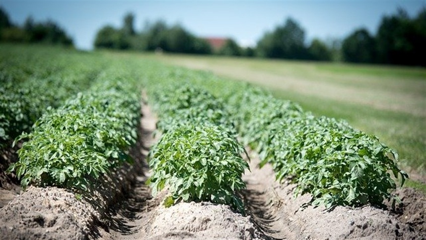 A importância dos fertilizantes foliares para a nutrição das plantas
