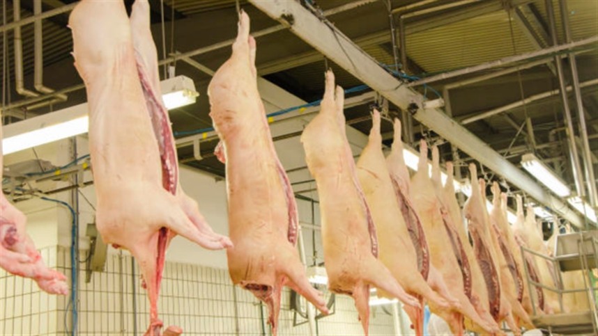 Embarques de carne suína atingiram 92 mil toneladas no período.