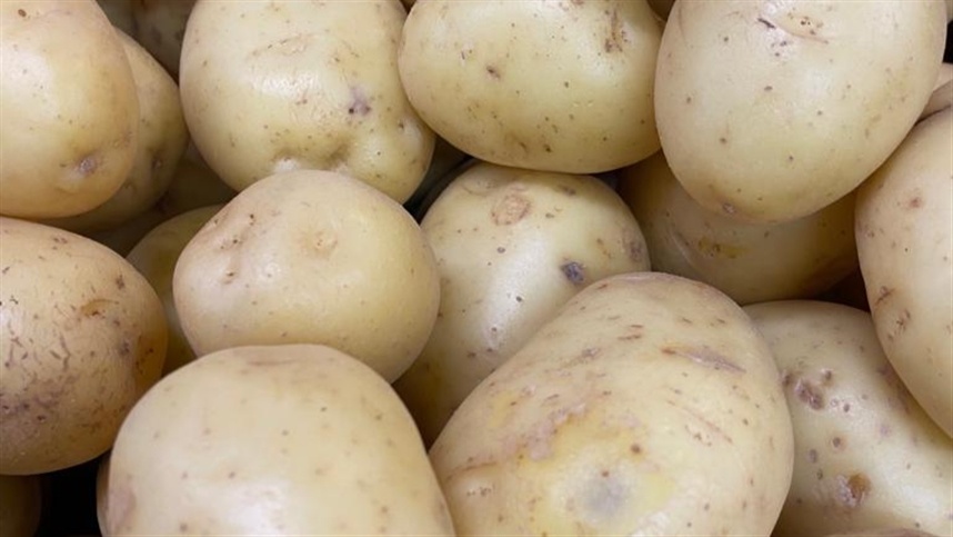 Estabilidade na oferta mantém preços da batata com pouca variação