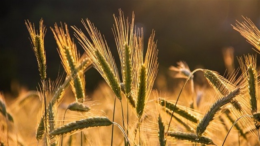 Benefícios da produção de silagem a partir do cultivo de trigo