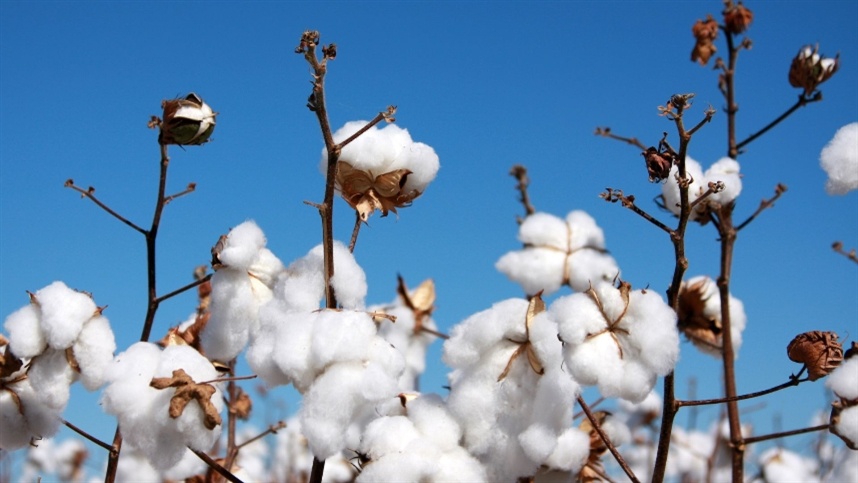 Cultivo de algodão segue padrões climáticos