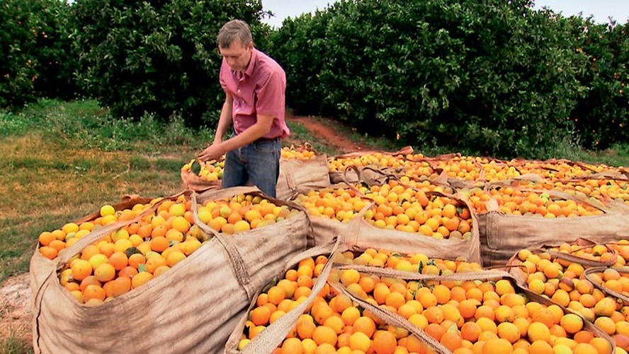 Produção de laranja em São Paulo e Minas Gerais deve ter queda de 24% na safra 2024/25