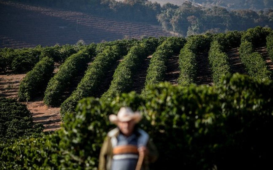 Inicio da colheita de café no Brasil impulsiona alta em Nova York