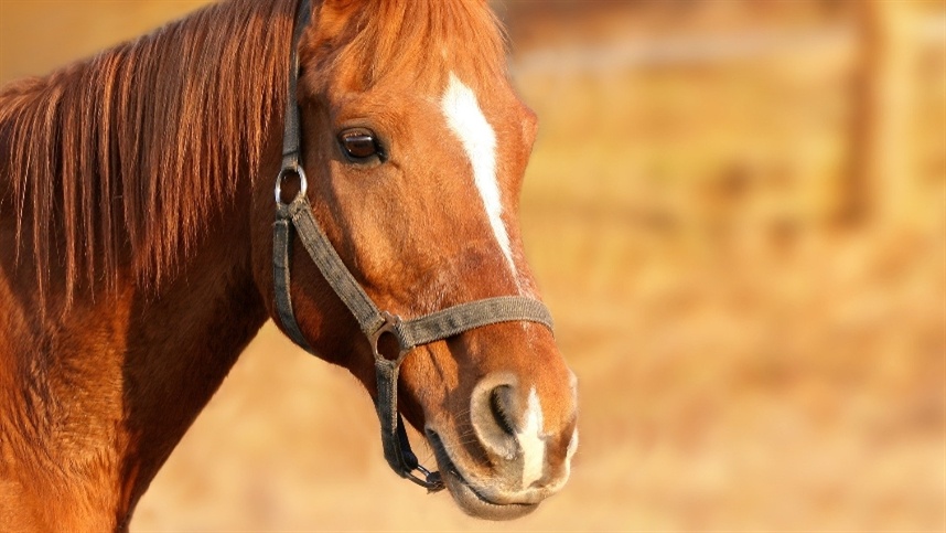 Guia completo sobre encefalomielite equina: tudo que você precisa saber