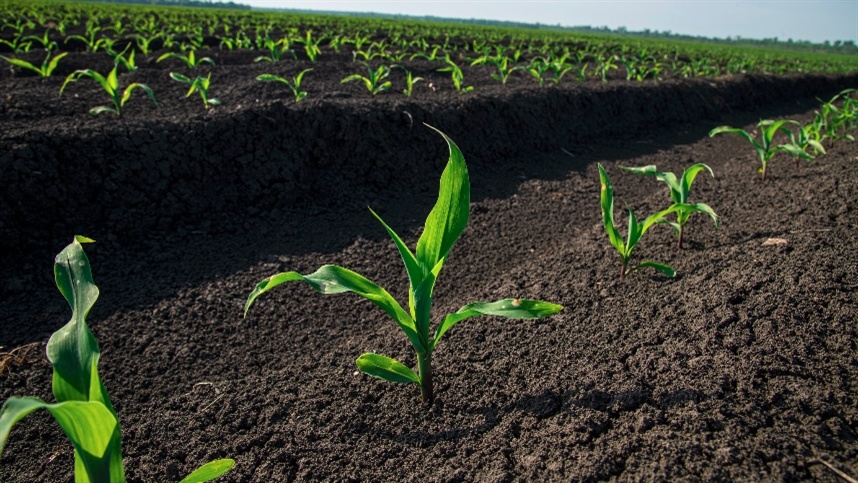 Fertilizante diminui impacto ambiental na produção de milho ao reduzir emissões de gases de efeito estufa