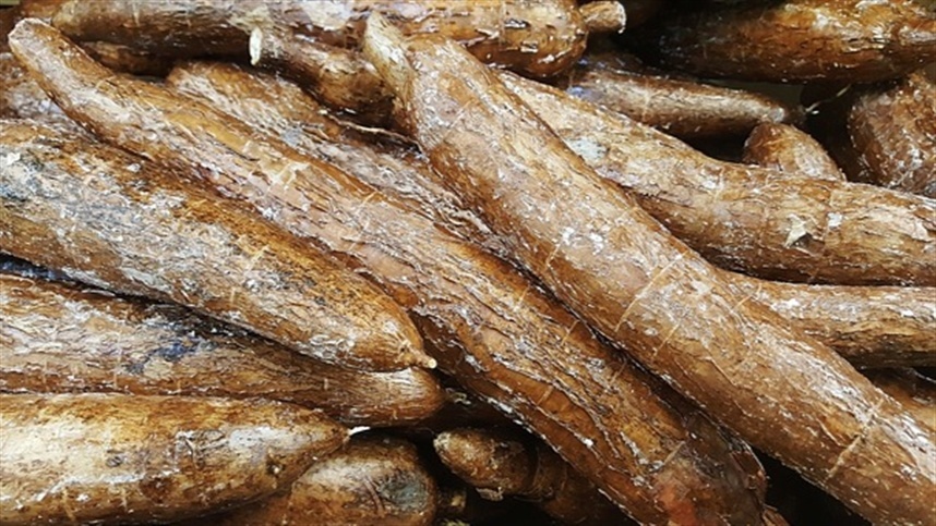 Redução do volume de processamento de mandioca nas fecularias