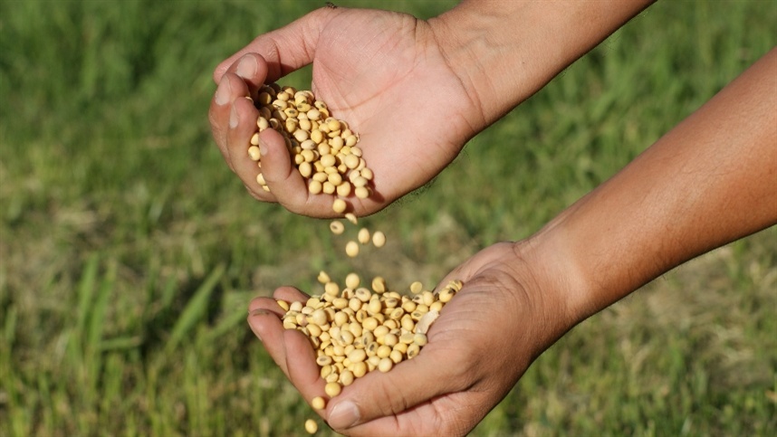 Cultivo de soja: notícias indicam paralisação na produção