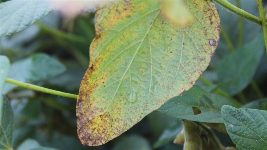 Safra 2025/26 de Soja: Desafios e Soluções para o Controle da Ferrugem Asiática