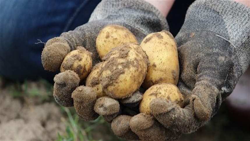 Perspectivas promissoras para a safra de batata e cebola no Paraná