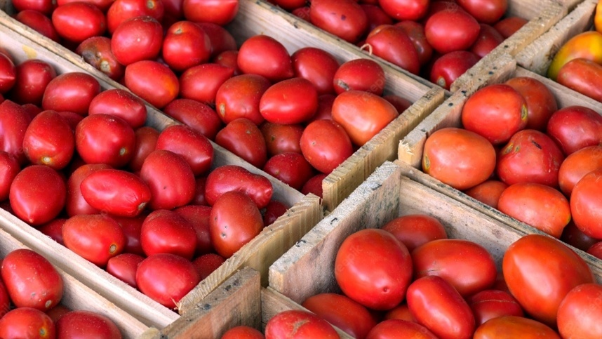 Entidade busca valorizar mercado do tomate através de ações estratégicas