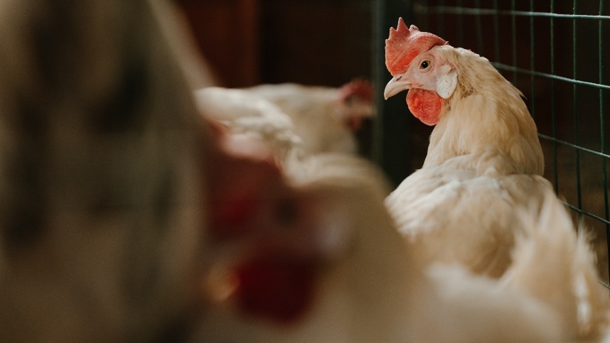 Custo de produção do frango vivo diminui no mês de janeiro