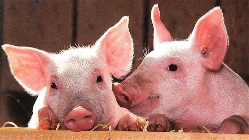 Paraná lidera na produção de carne suína para consumo no Brasil.