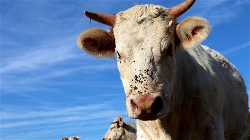 A importância da nutrição na saúde e imunidade dos bovinos
