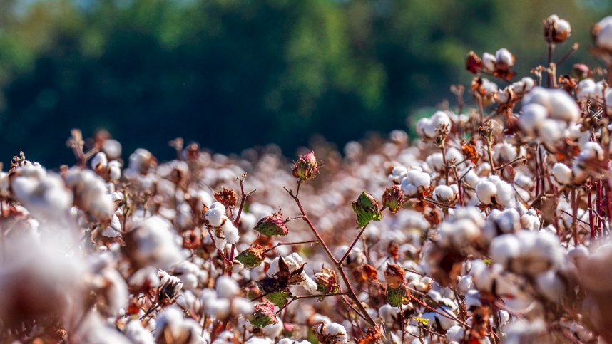 Algodão: Potencial promissor com 99% da área plantada em expansão