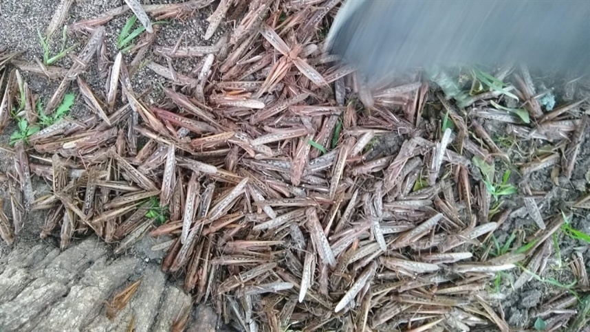 Argentinos transformam gafanhotos em ração em contra-ataque contra praga agrícola