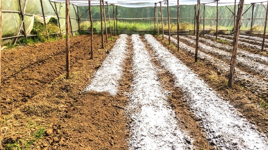 Aplicação de calcário em diferentes épocas e sistemas de cultivo: a importância da calagem