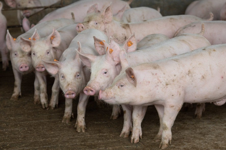 Diminuição nos abates de suínos e frangos no início de 2024