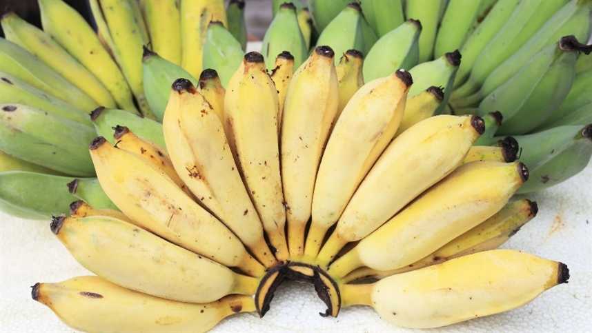 Produção de bananas no Brasil: Estado de São Paulo é responsável por 26% da colheita