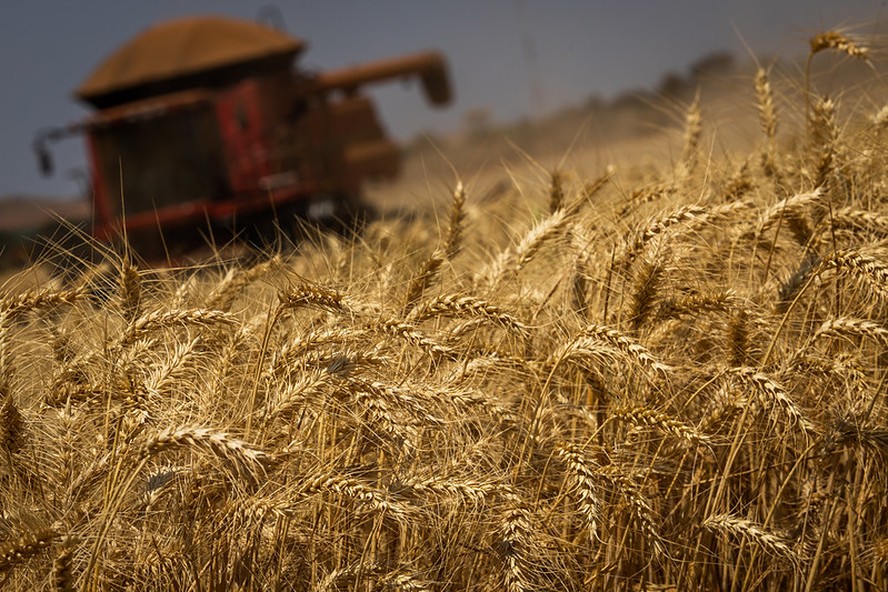USDA revisa para baixo oferta de trigo e preços avançam em Chicago