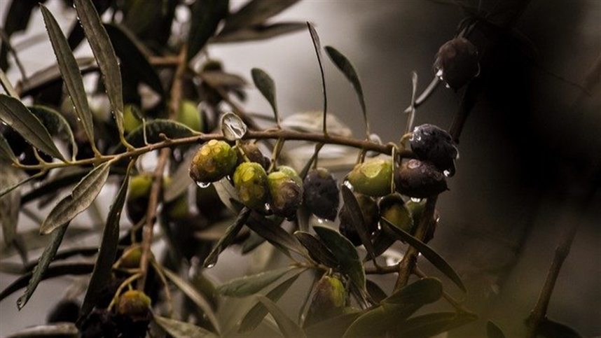 Produtores de oliveira preocupados com a queda na safra devido a alterações climáticas