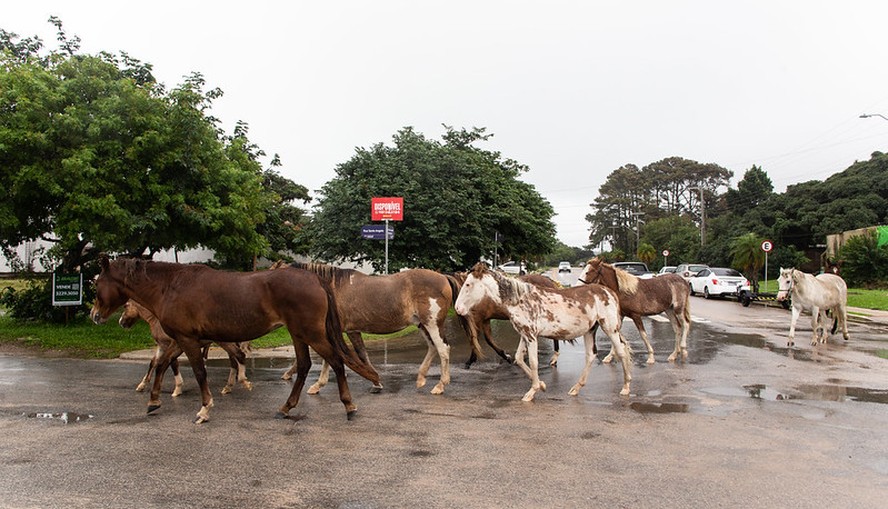 Manejo de animais no Rio Grande do Sul se torna desafiador devido às chuvas