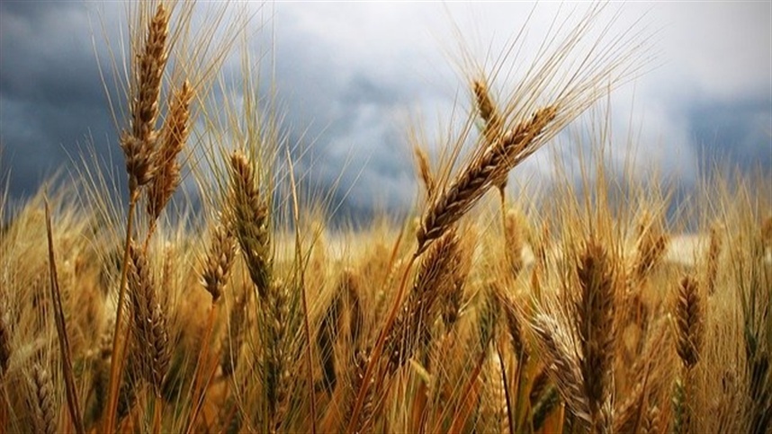 Produção de trigo pode diminuir no Paraná