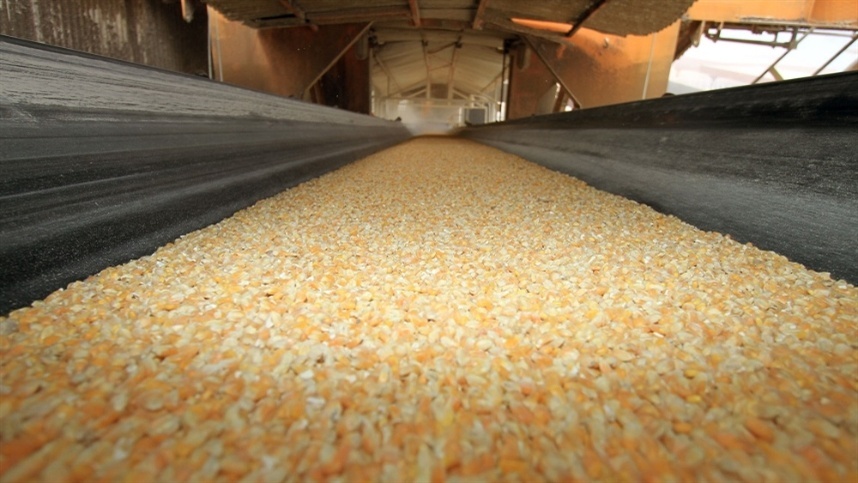 Exportação de milho: prêmios em queda