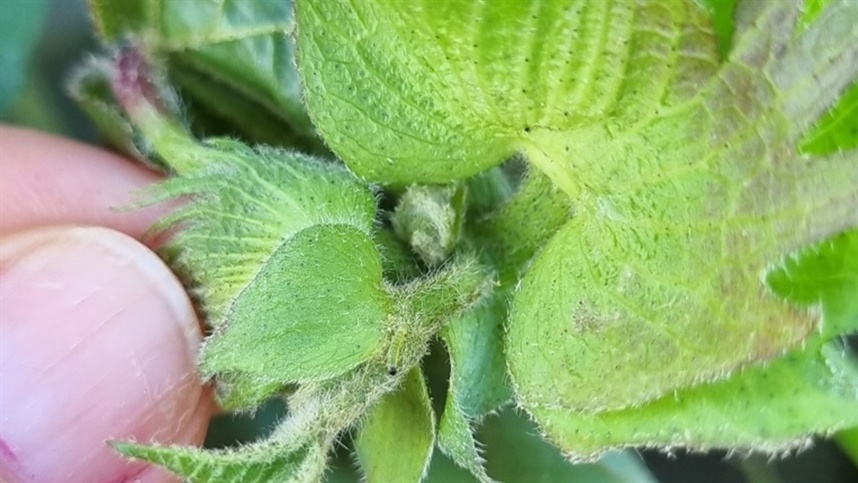 Monitoramento de Lagartas na Soja: A Importância da Identificação Correta para Evitar Perdas