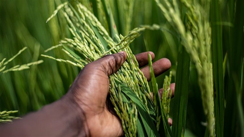 Colheita de arroz no RS inicia com preços em queda, aponta Cepea