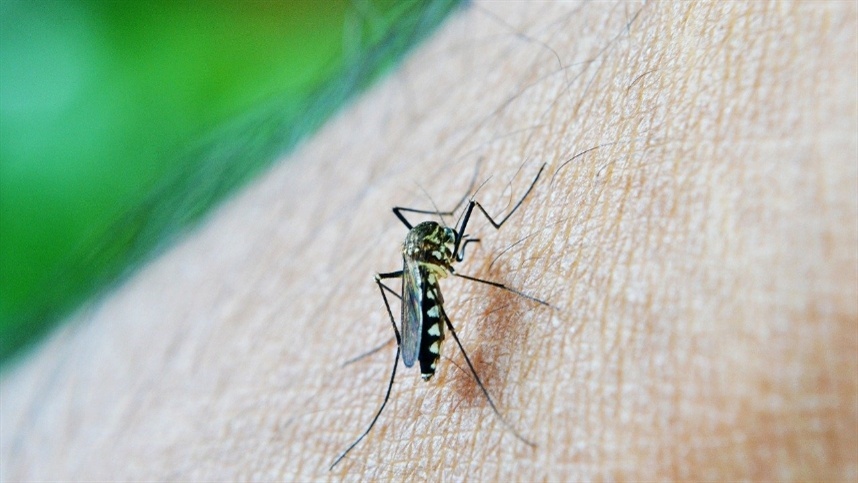 Aumento no número de mortes por dengue preocupa em São Paulo