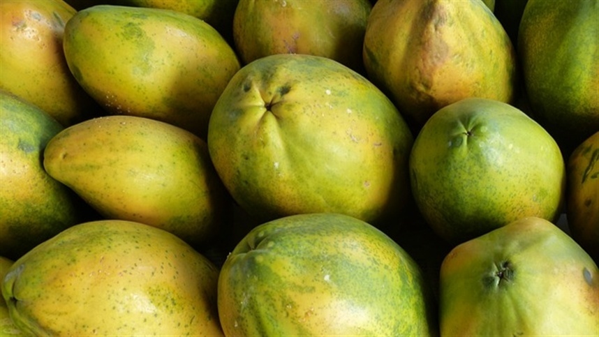 Mamão brasileiro conquista mercado chileno com abertura de mercado.