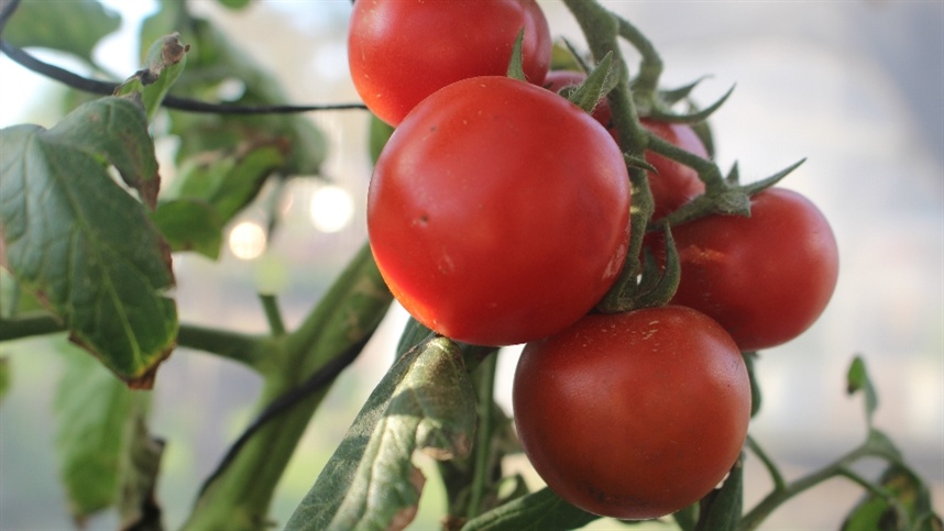 Finalizando a primeira etapa da safra de inverno, algumas regiões já encerram produção de tomate.