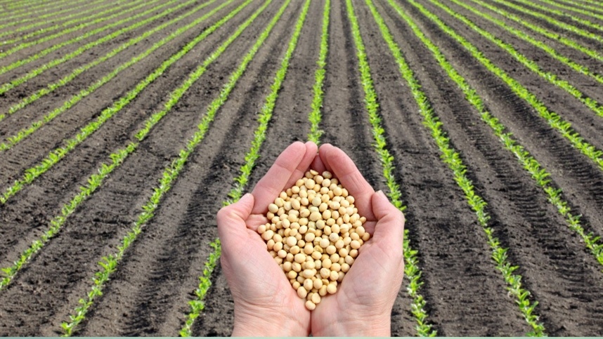 Novo recuo no custo de produção da soja no Mato Grosso