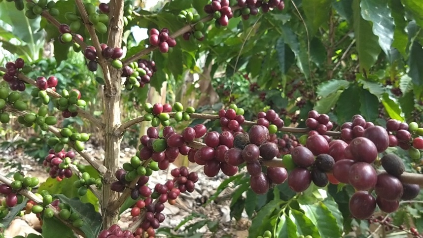 Valor do café robusta atinge o maior patamar em quase dez anos