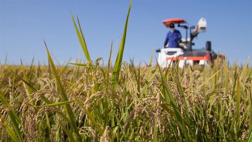 Importância da adubação no plantio de arroz de sequeiro