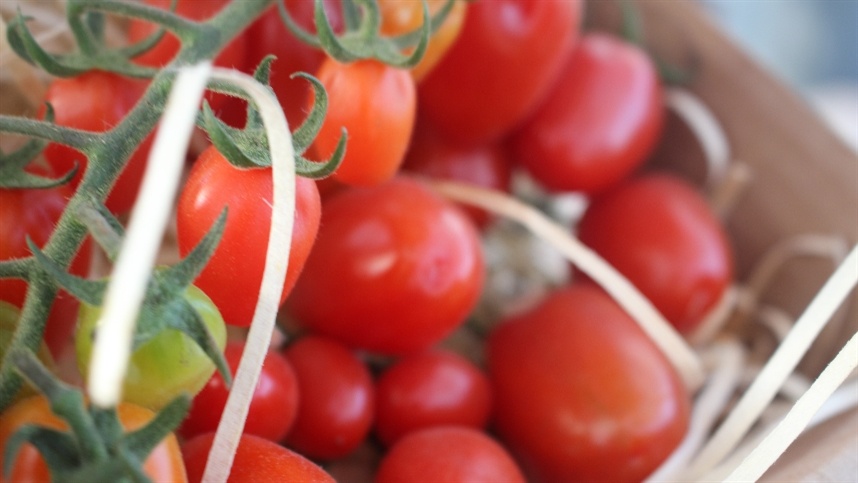 Agricultores na região de Caxias do Sul se beneficiam de safra de tomate em alta