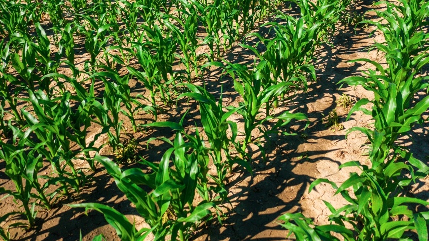 Impactos do clima desfavorável na safra de milho no Brasil