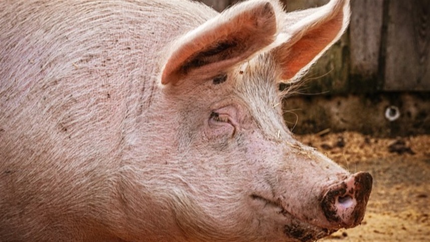 Produção de carne suína tem queda de 1% no 1º trimestre