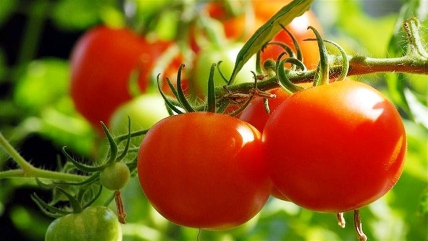 Goiás se destaca como principal produtor de tomate no Brasil