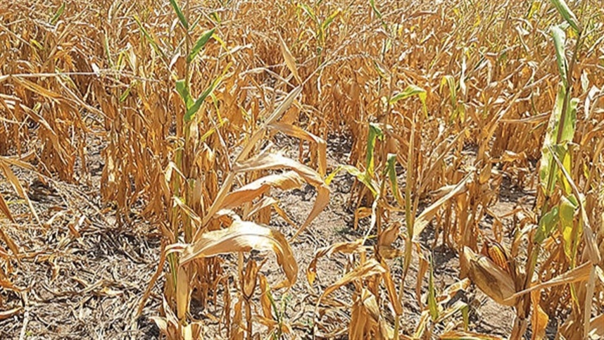 Seca em Goiás: 25 municípios decretam estado de emergência