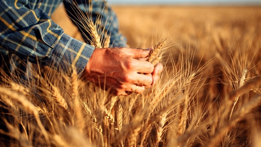 Avaliação da colheita de trigo na região norte do RS pela Emater