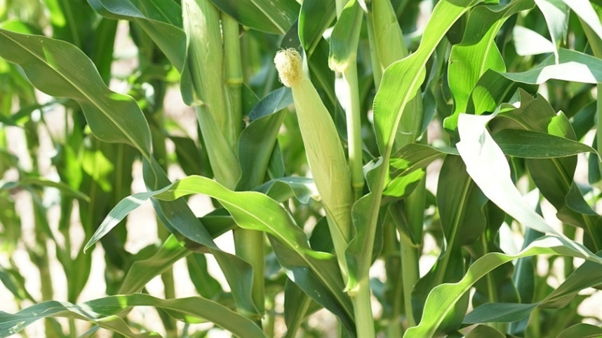 Desempenho do mercado de milho: análise recente