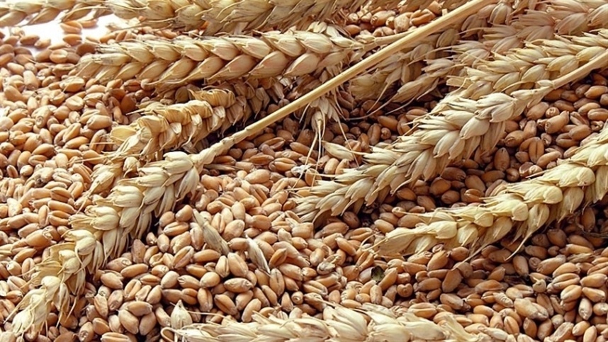 A importância da qualidade das sementes para os agricultores: atenção redobrada