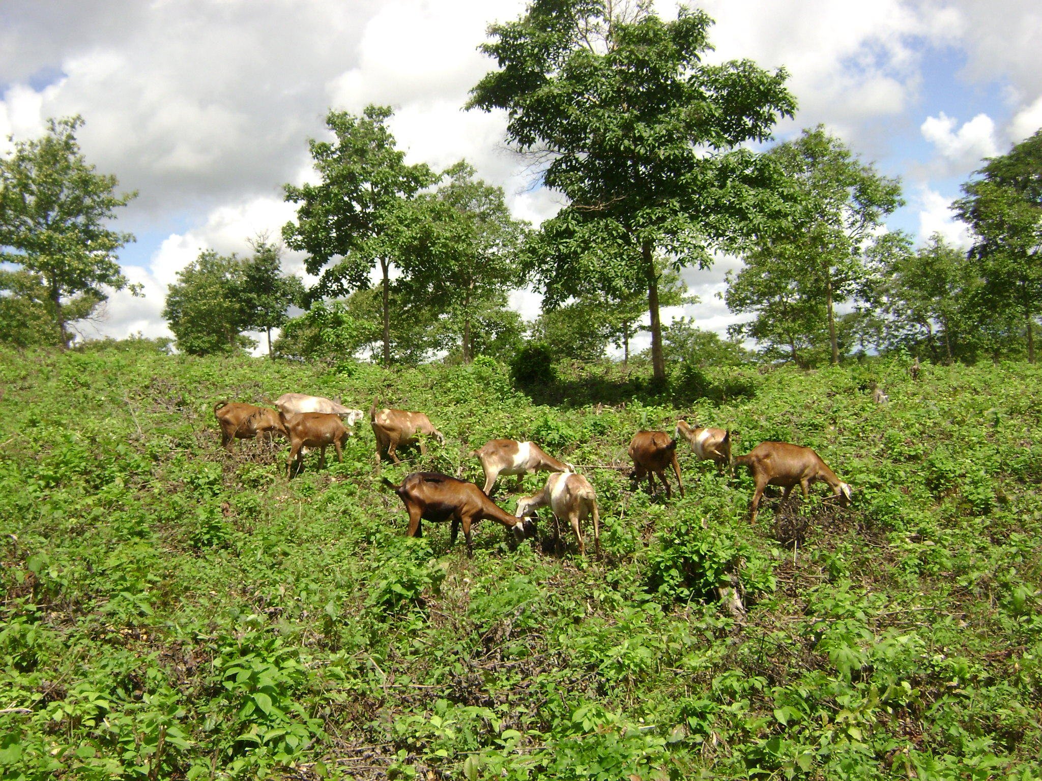 Sistema aumenta estoque de carbono em 30% em comparação com vegetação natural