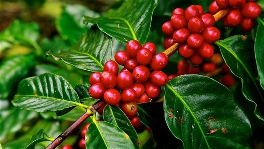 Aumento de 4,74% na produção de café arábica na safra de 2024
