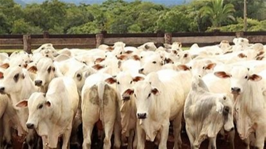 Prejuízo bilionário atinge pecuária, se aproximando de R$ 70 bilhões