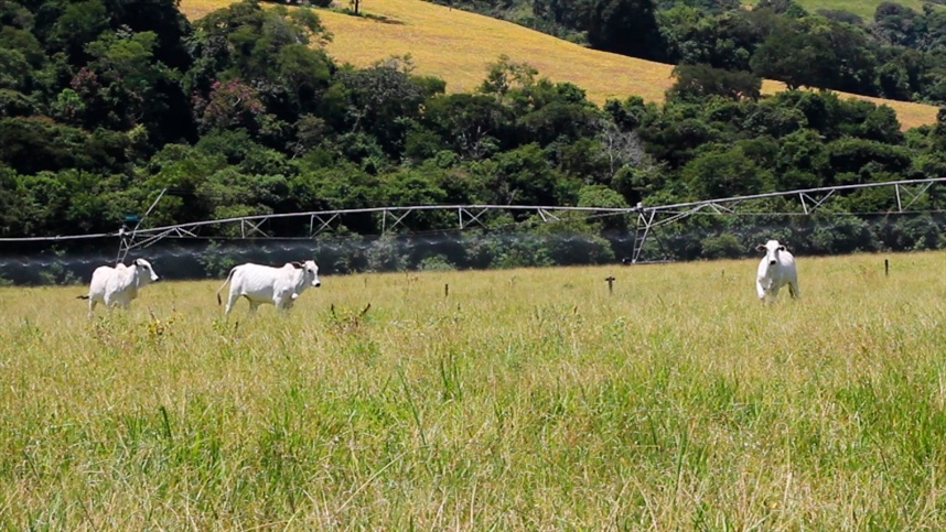 Importância da análise bromatológica na melhoria da produtividade da pastagem